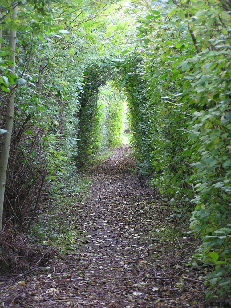 Blättertunnel