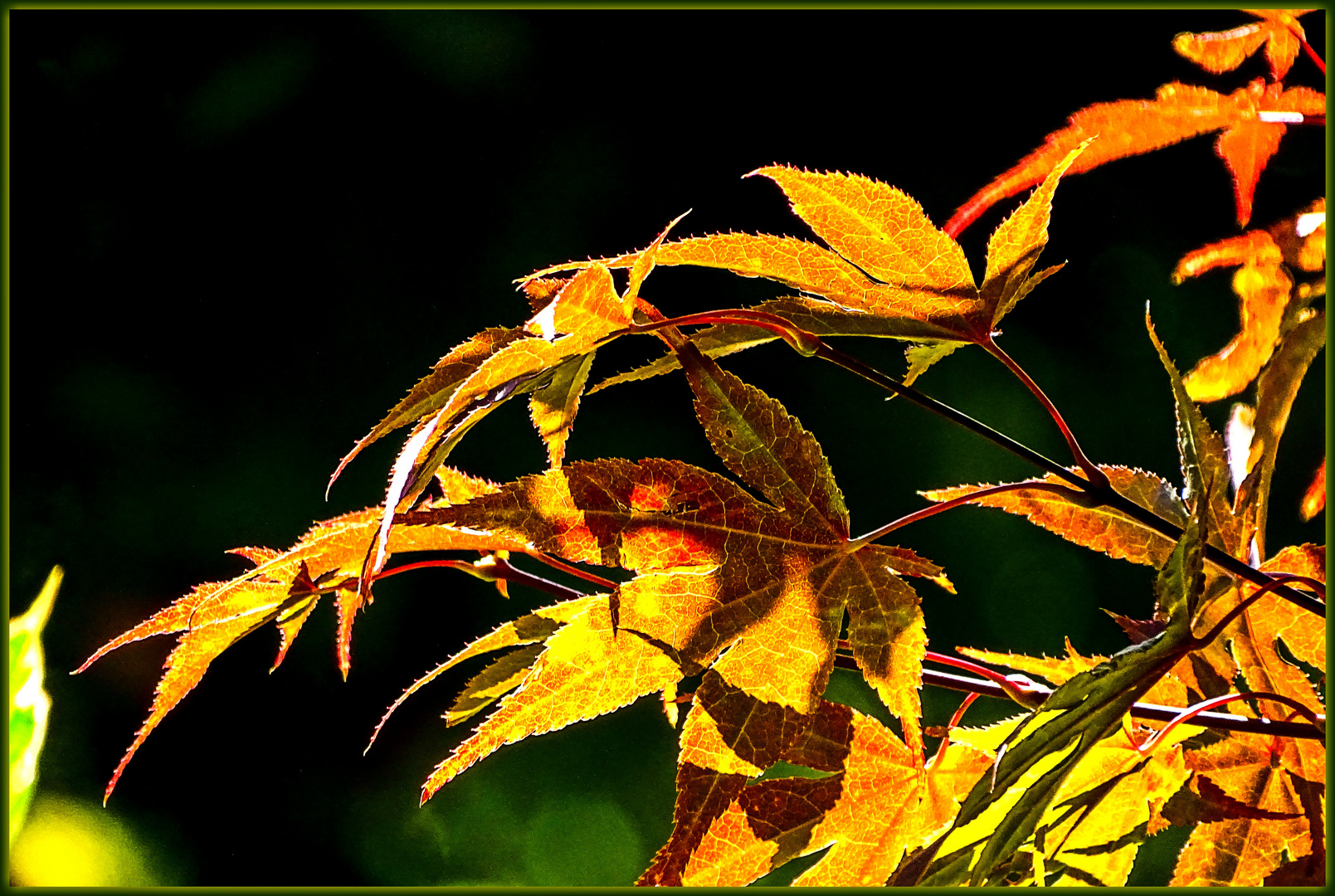 Blätterverfärbung