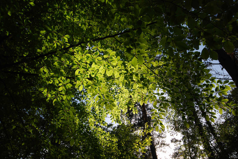 Blätterwald 29.04.07