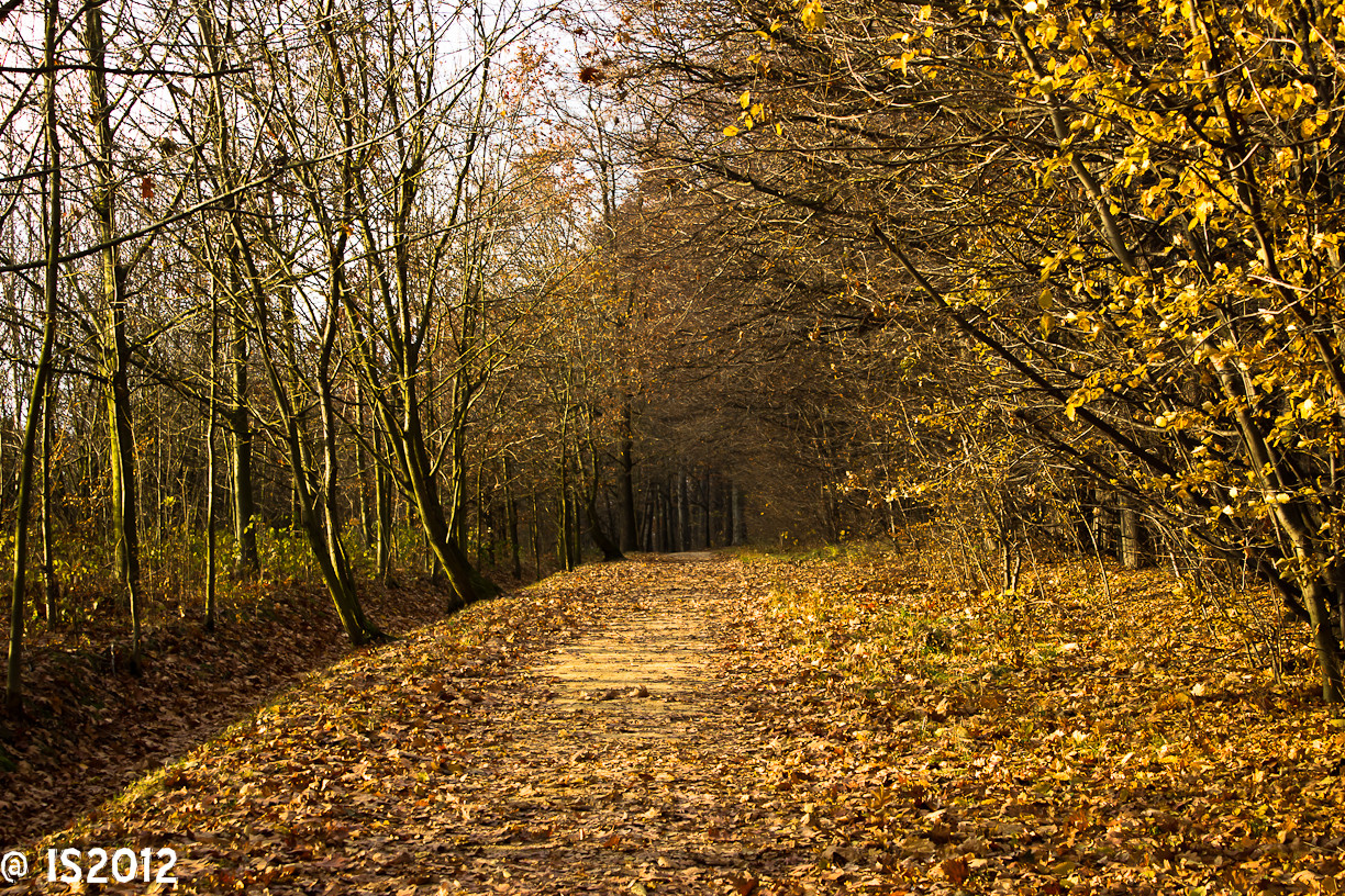 Blätterwald