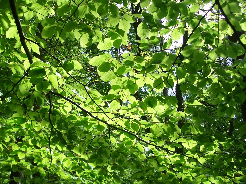 Blätterwald