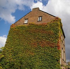 Blätterwand in Köln-Sülz