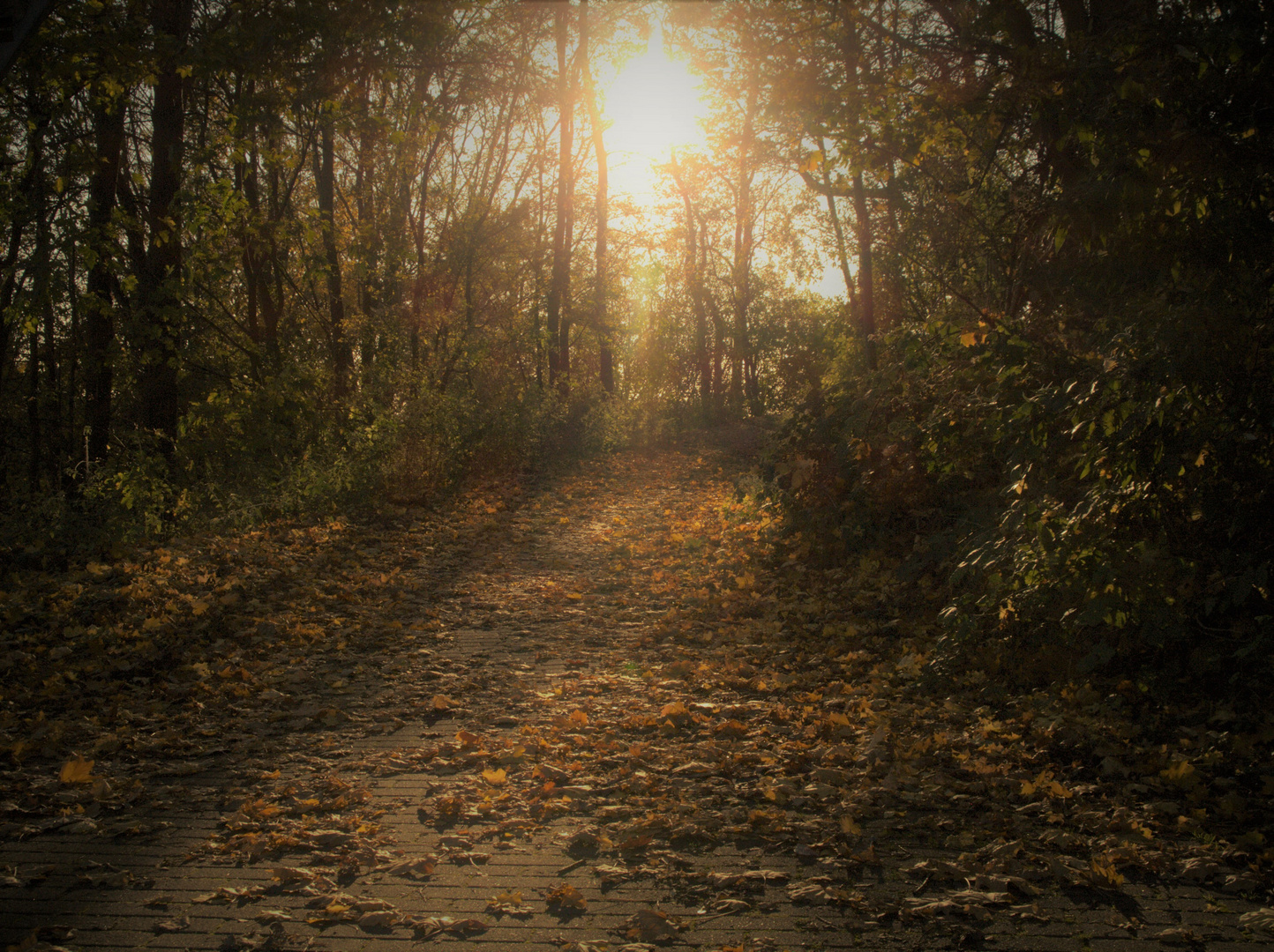 Blätterweg zur Sonne / Herbst - Zauber im Gegenlicht