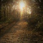 Blätterweg zur Sonne / Herbst - Zauber im Gegenlicht