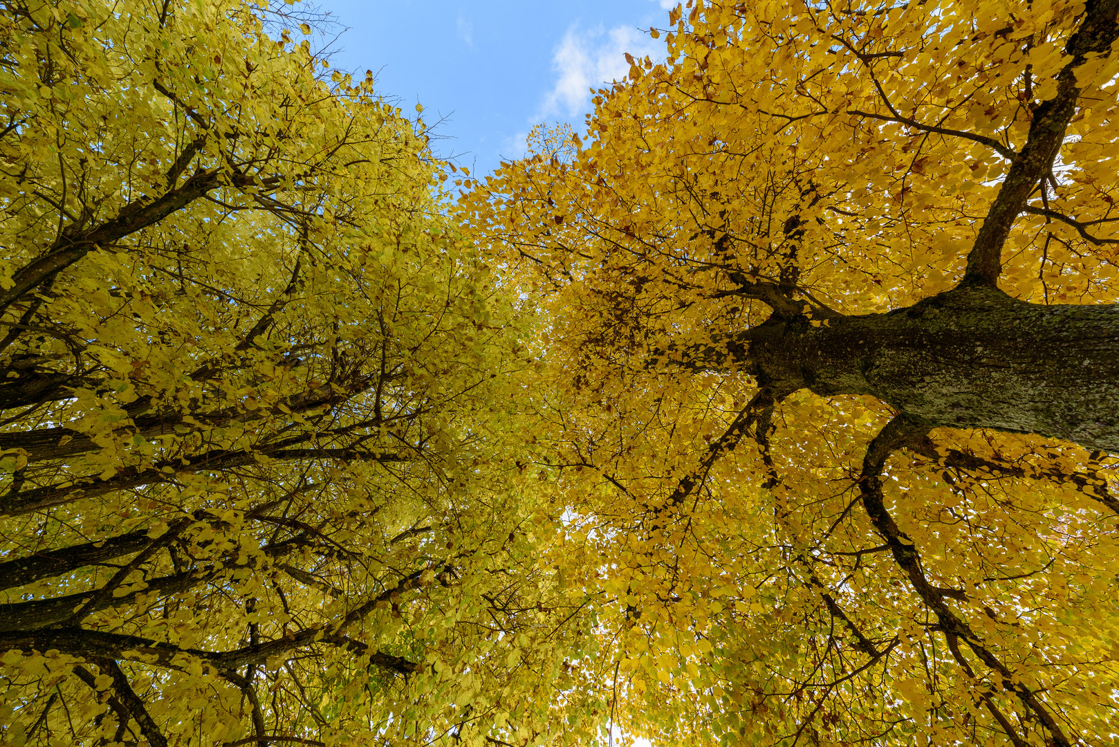 Blätterwerk in Herbstfarben