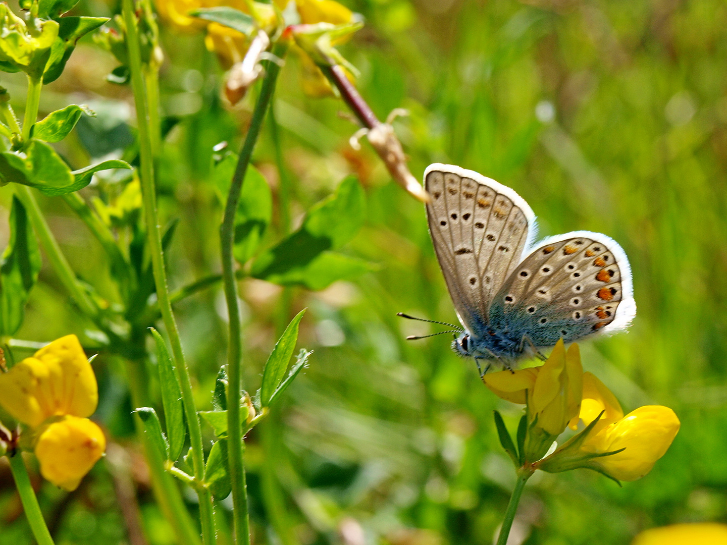 Bläüling