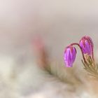  Bläuliche Moosheide (Phyllodoce caerulea)