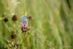 Bläulicher Schmetterling (Hauhechel-Bläuling)