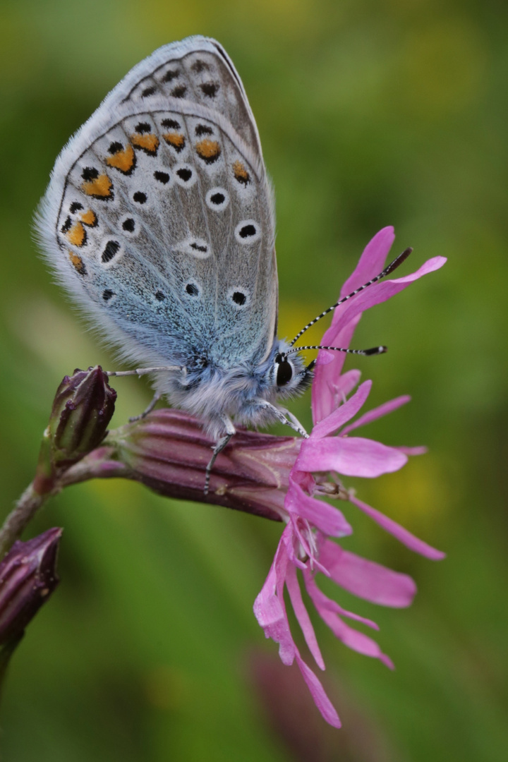 Bläuling (2015_05_18_EOS 6D_4509_ji)