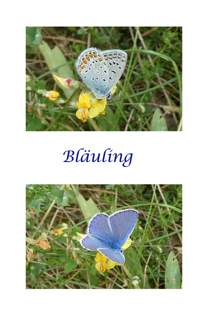 Bläuling