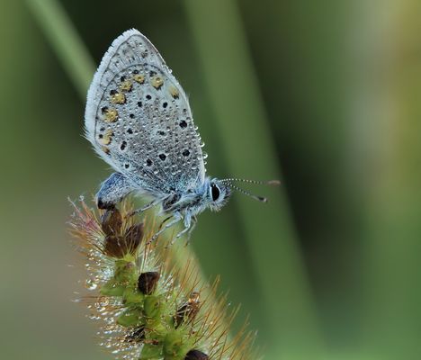 Bläuling...