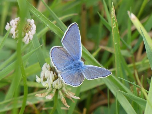 Bläuling