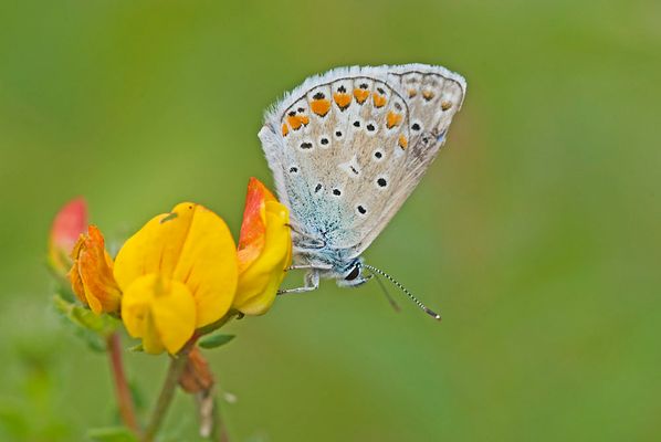 Bläuling