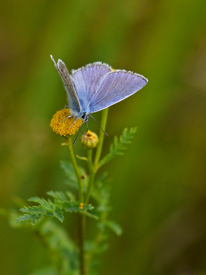 Bläuling Foto & Bild blau, natur, insekten Bilder auf
