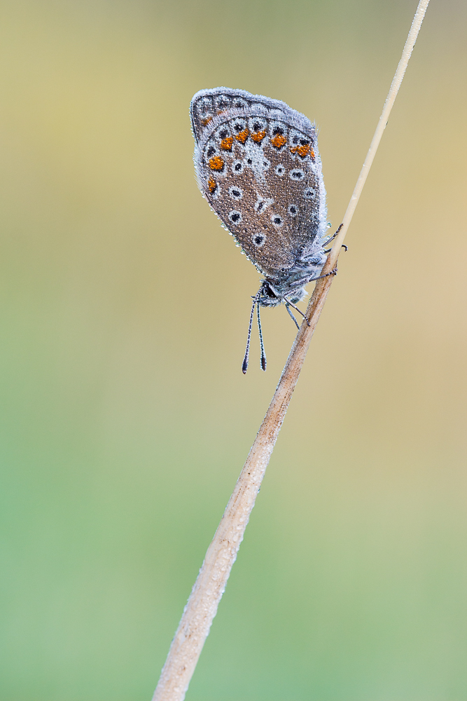 Bläuling Foto & Bild | makro, natur, schmetterling Bilder auf fotocommunity