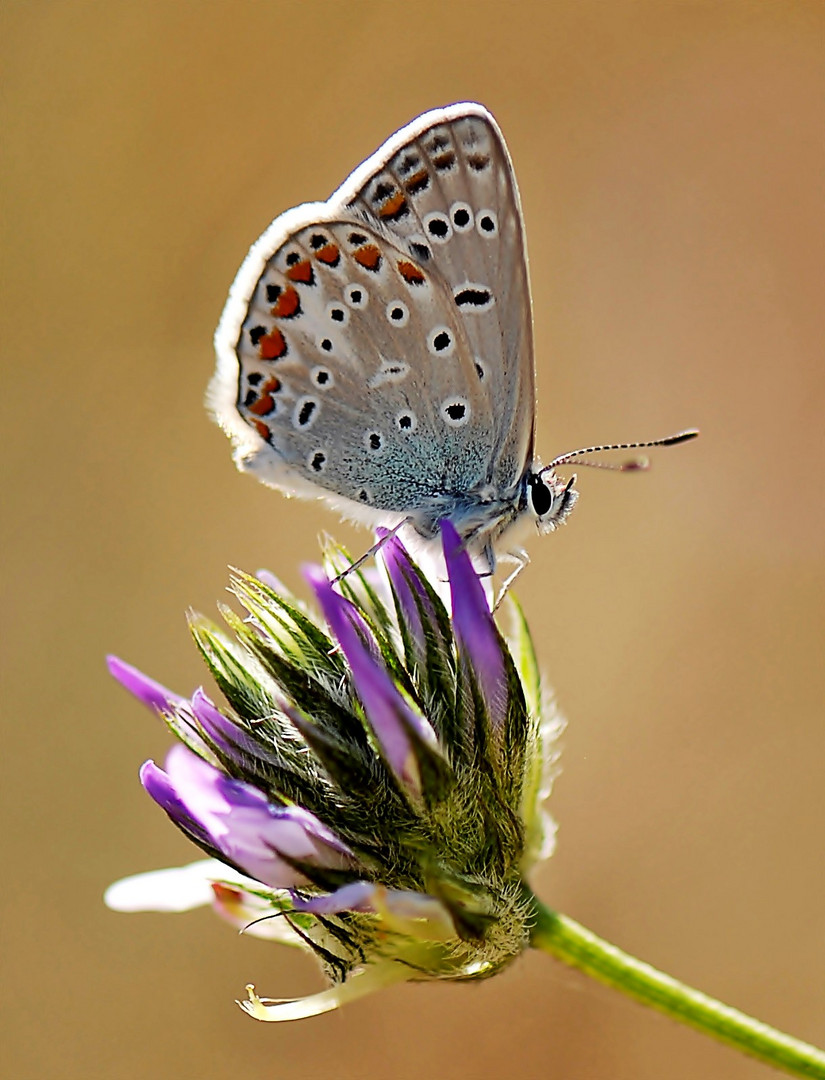 Bläuling Foto & Bild | tiere, wildlife, schmetterlinge Bilder auf ...