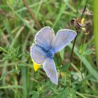 Bläuling