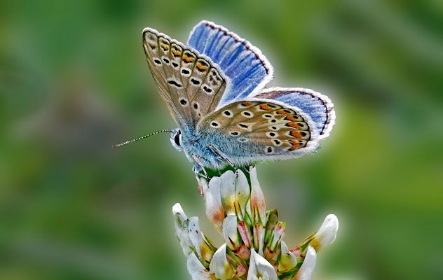 Bläuling 
