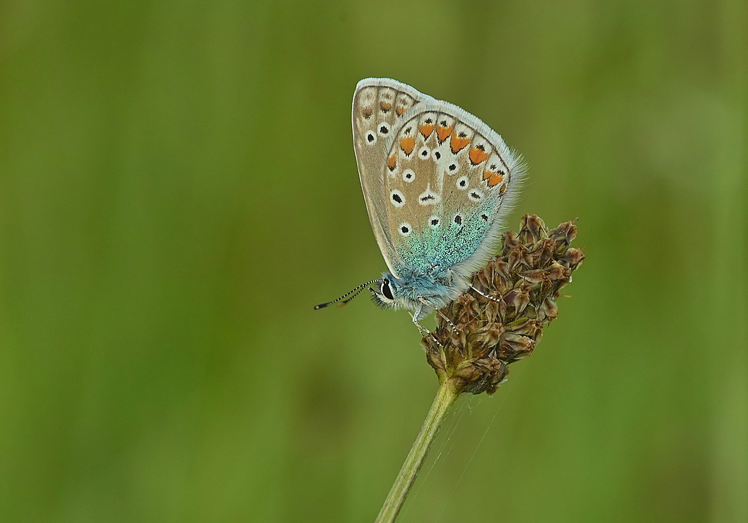 Bläuling Foto & Bild | tiere, wildlife, schmetterlinge Bilder auf ...