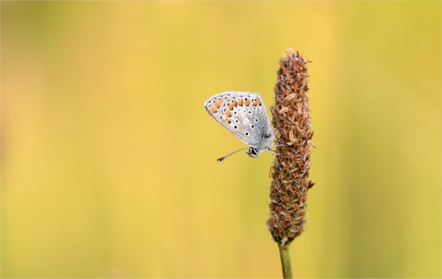 *Bläuling & Abend°Ruhe*