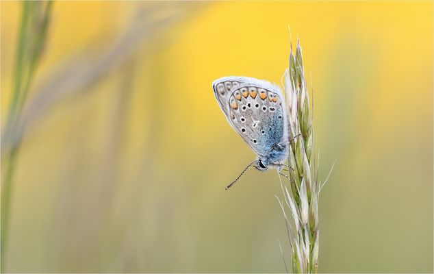 *Bläuling am Abend*
