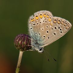 Bläuling am Abend