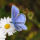 Bläuling am Gänseblümchen