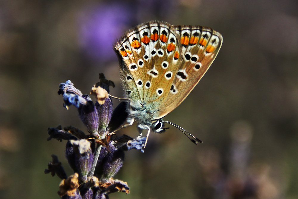 Bläuling am Lavendel