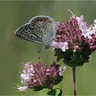  Bläuling am Oregano