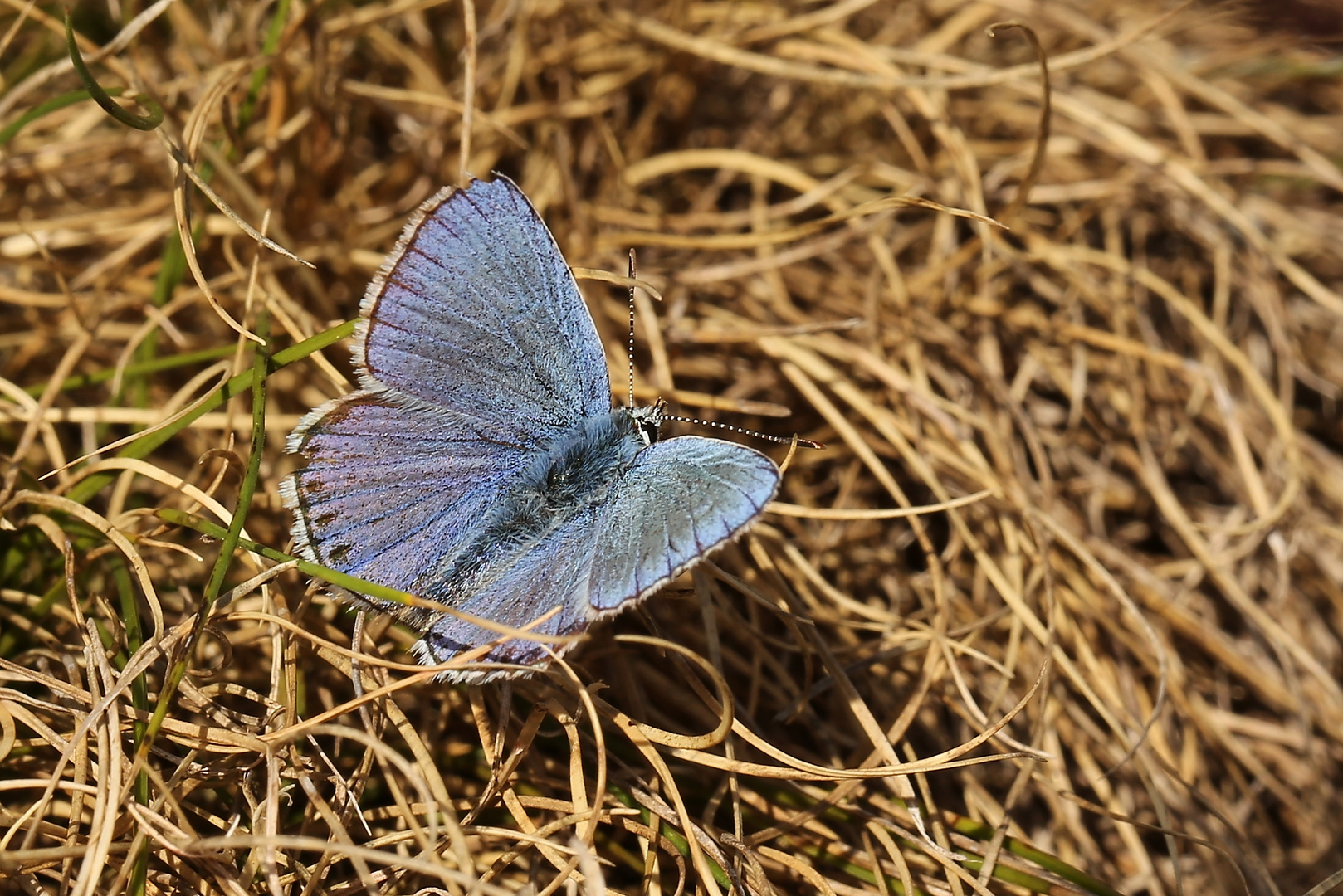 Bläuling am Wegesrand (2016_10_04_EOS 6D_9999_109_ji)