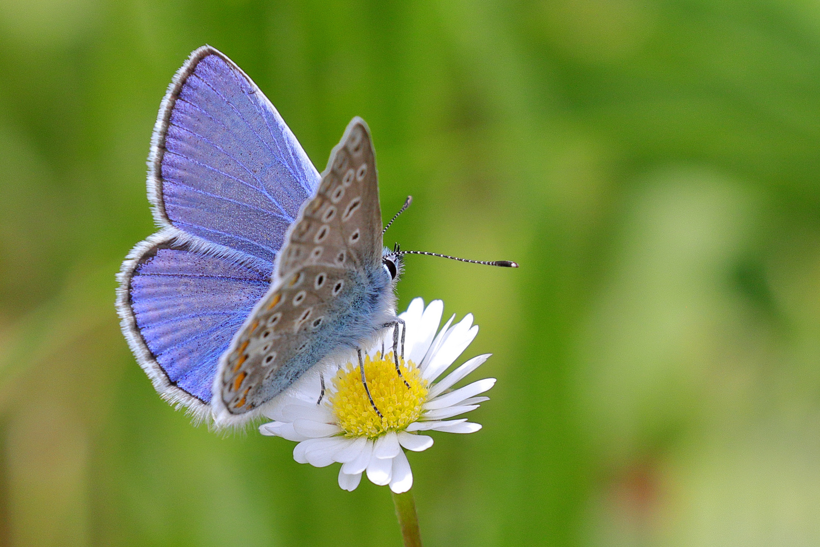 Bläuling an Gänseblümchen