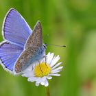 Bläuling an Gänseblümchen