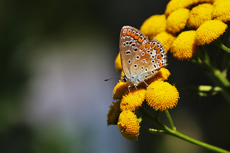 Bläuling an gelber Blüte