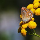 Bläuling an gelber Blüte