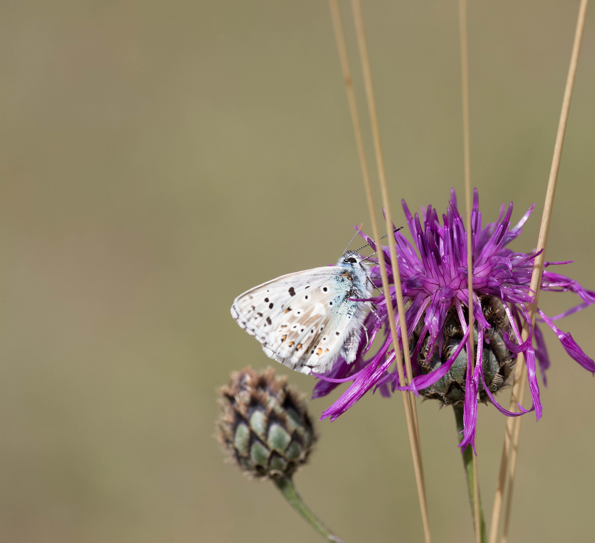 Bläuling an Mariendistel