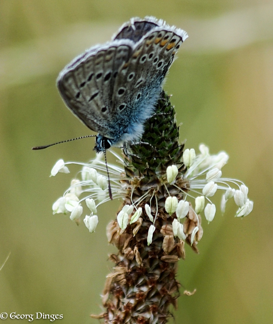 Bläuling an Wegerichblüte 