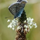 Bläuling an Wegerichblüte 