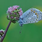 *Bläuling an Wiesenknopf*