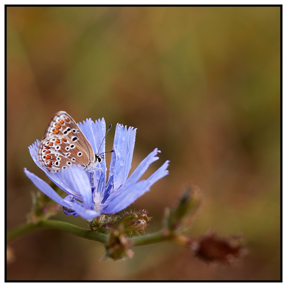 Bläuling auf Blau