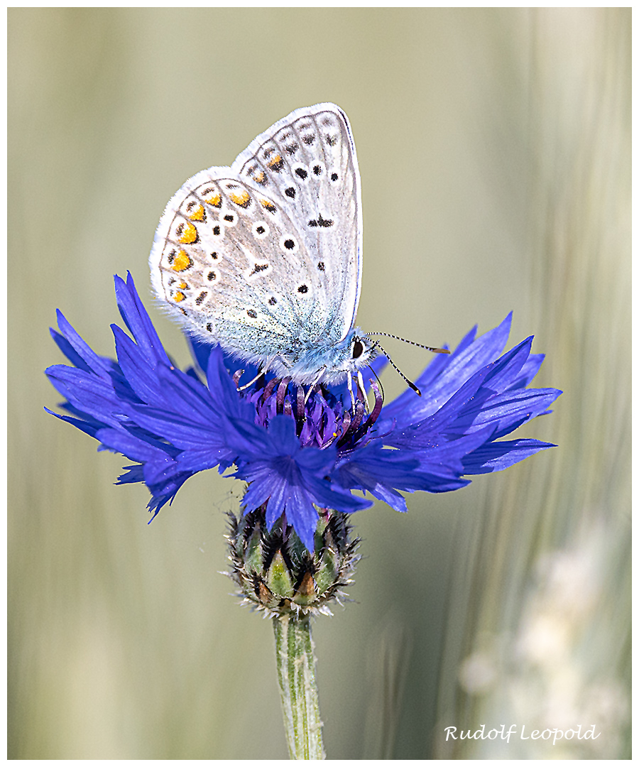 Bläuling auf blauer Kornblume