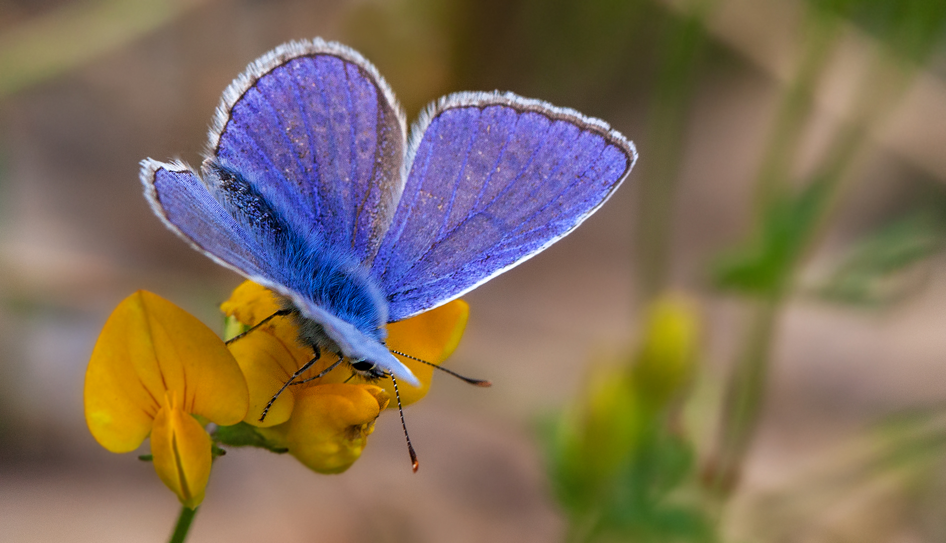 Bläuling auf Blüte 001