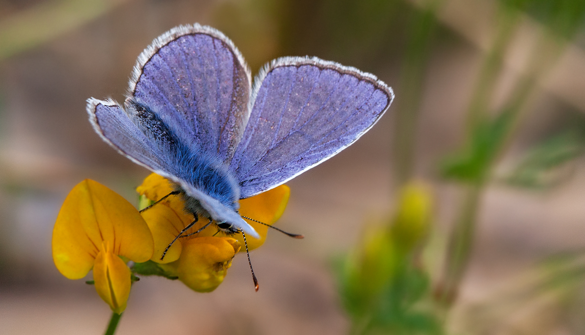 Bläuling auf Blüte 001