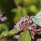 Bläuling auf Blüte 001