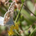 Bläuling auf Blüte 001 