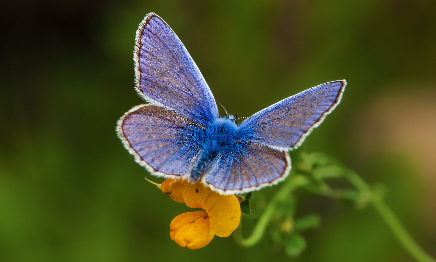 Bläuling auf Blüte 002 