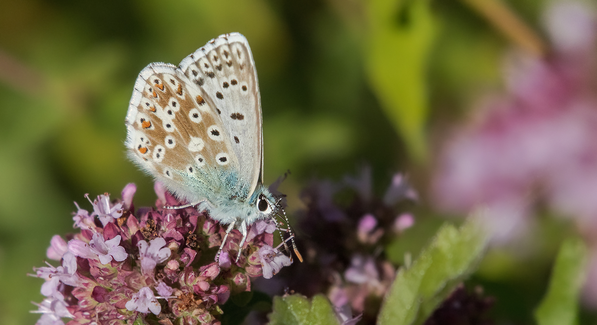 Bläuling auf Blüte 002