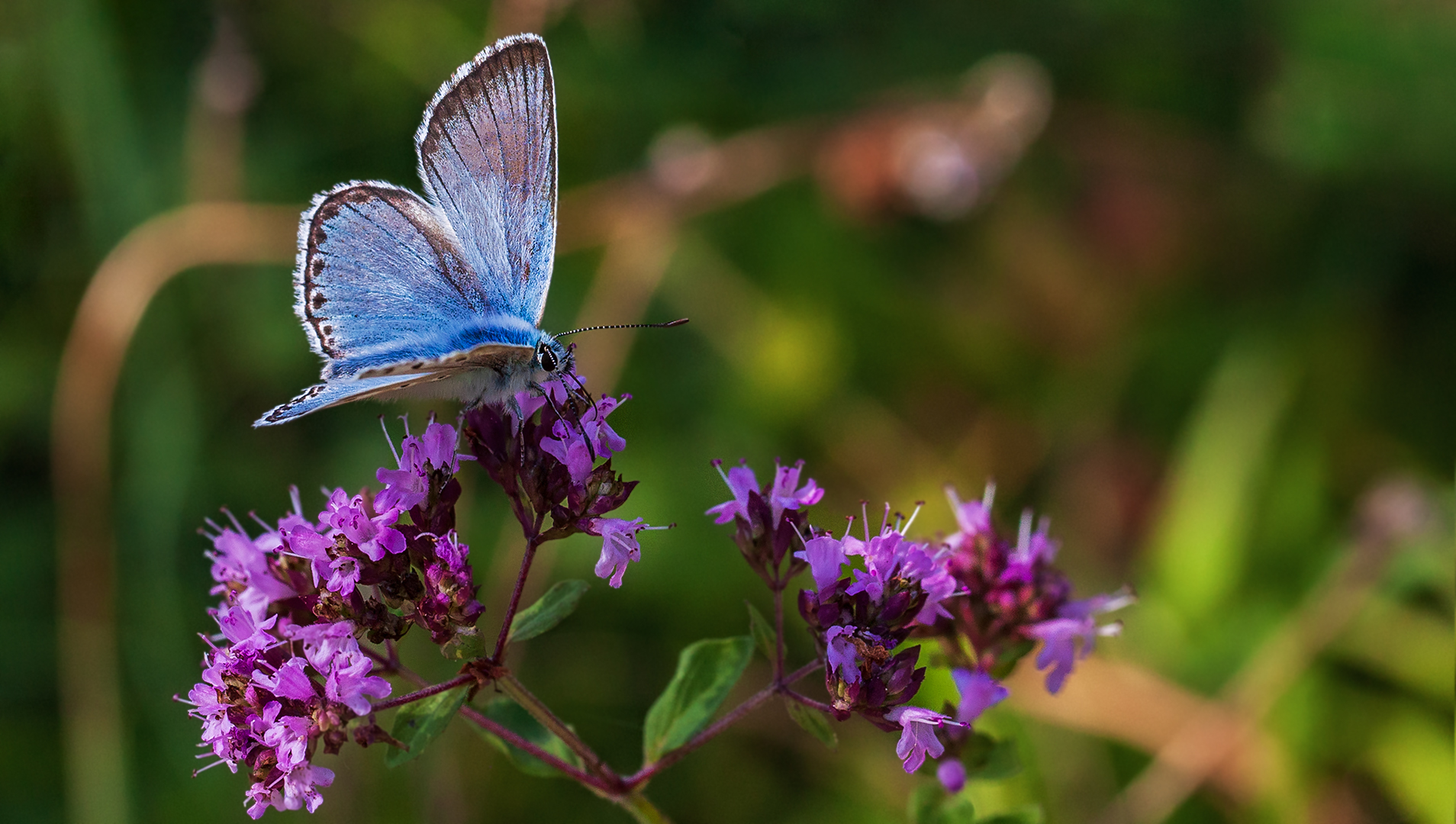 Bläuling auf Blüte 003