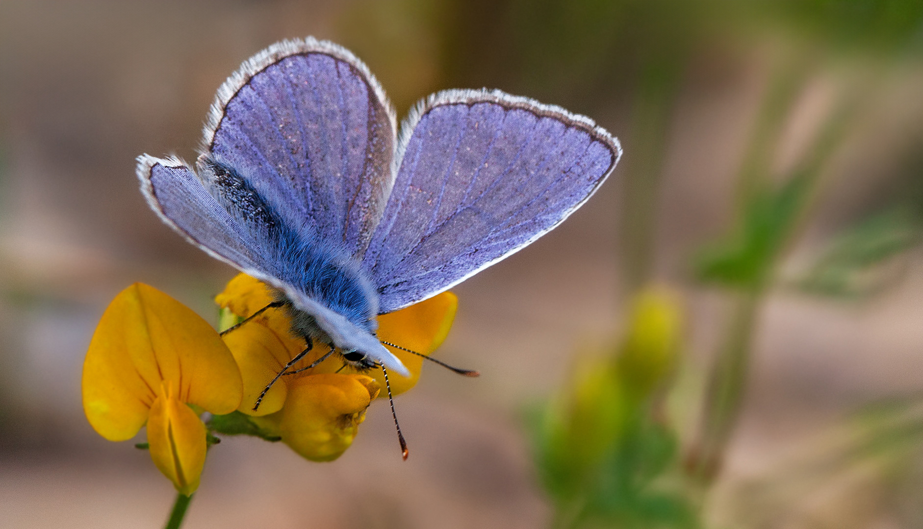 Bläuling auf Blüte