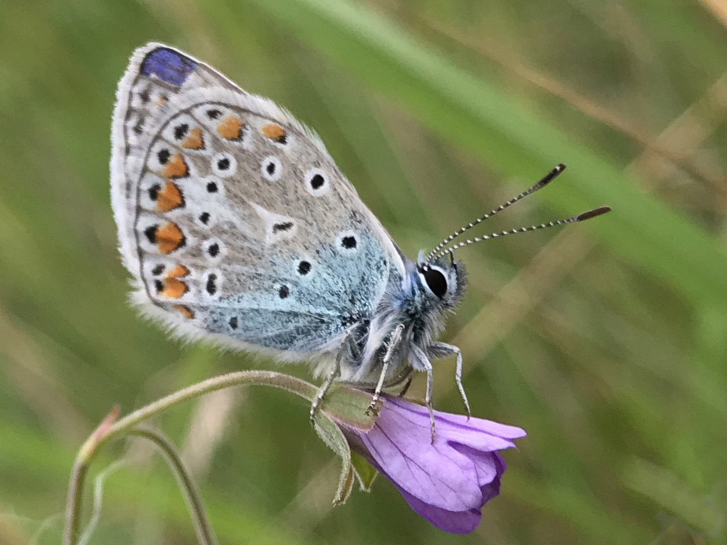 Bläuling auf Blüte