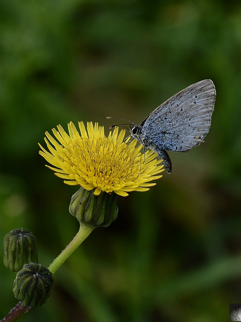 Bläuling auf Blüte